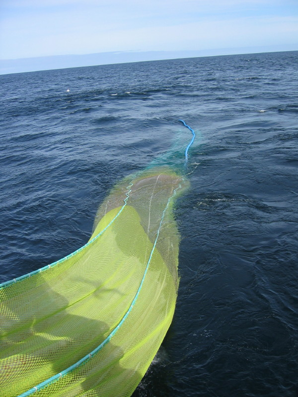 harvesting calanus finmarchicus for production of calanus oil