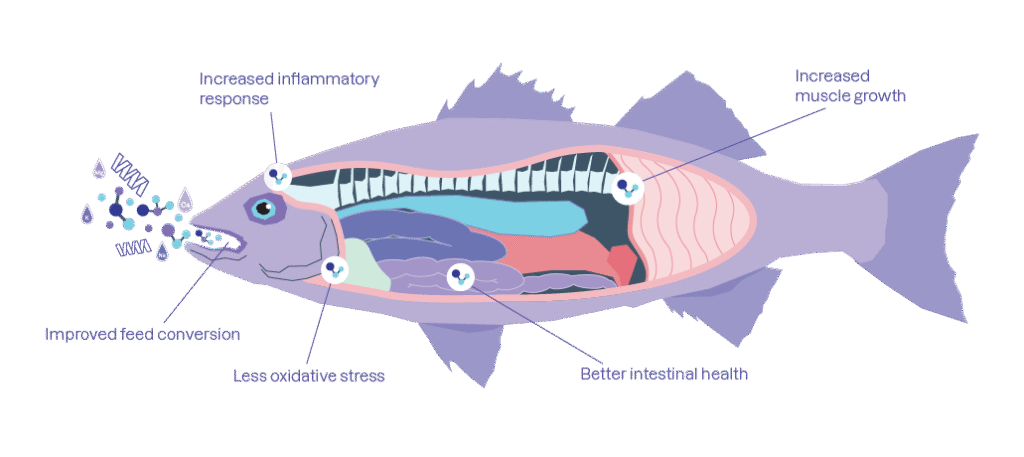 Fish Benefits Zooca Hydrolysate