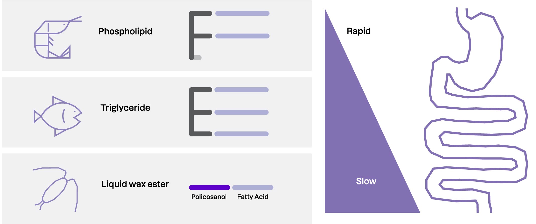 Wax esters – why lipid structure matters 