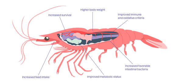 Zooca Hydrolysate as a functional ingredient in shrimp feed