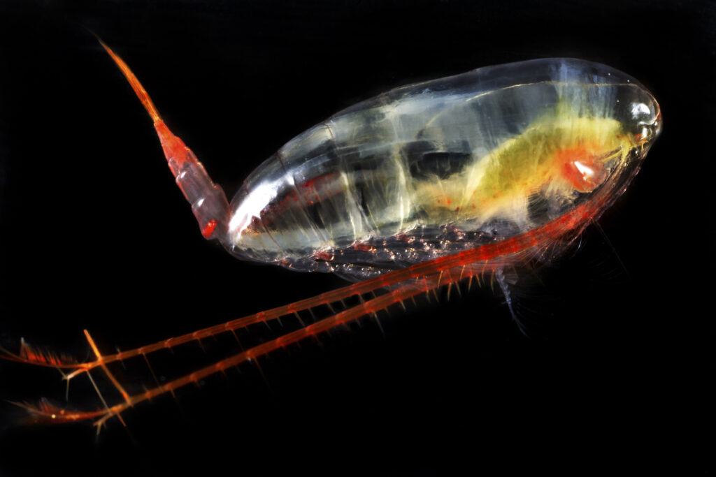 calanus finmarchicus 